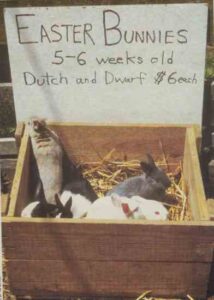 Raising Rabbits as Easter Bunnies Image
